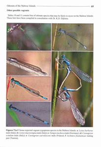 BDL Books - Dragonflies