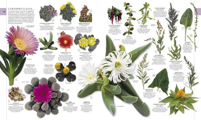 The Natural History Book - Image 3