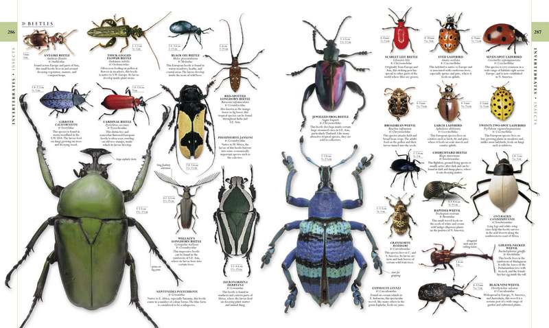 The Natural History Book - Image 2