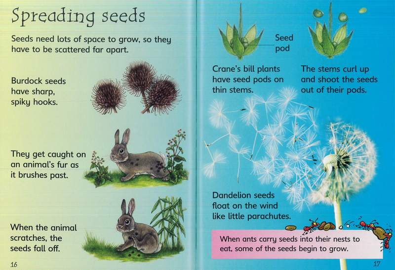 How flowers grow BDL Books