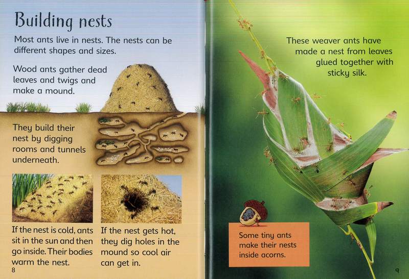 Ants - Image 2