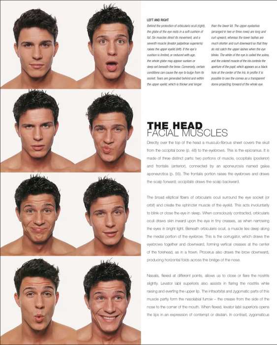 ANATOMY 20FOR 203D 20ARTISTS 20THE 20ESSENTIAL 20GUIDE 20FOR 20CG 20PROFESSIONALS PDF visual data 5