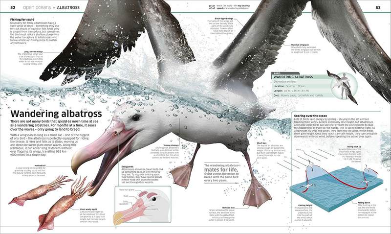 Knowledge Encyclopedia: Ocean! - Image 2