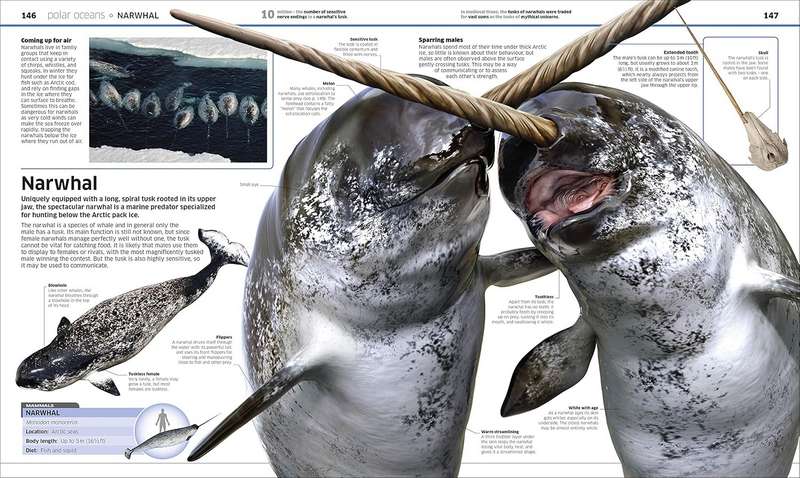 Knowledge Encyclopedia: Ocean! - Image 4