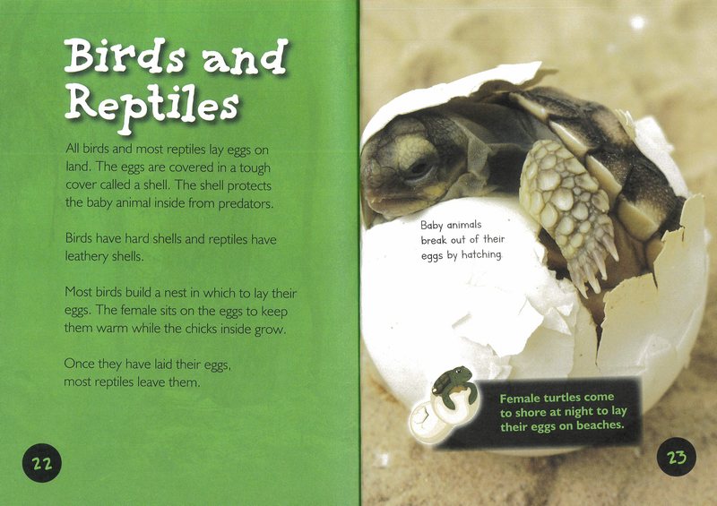 Introduction To Science: Life Cycles - Image 2